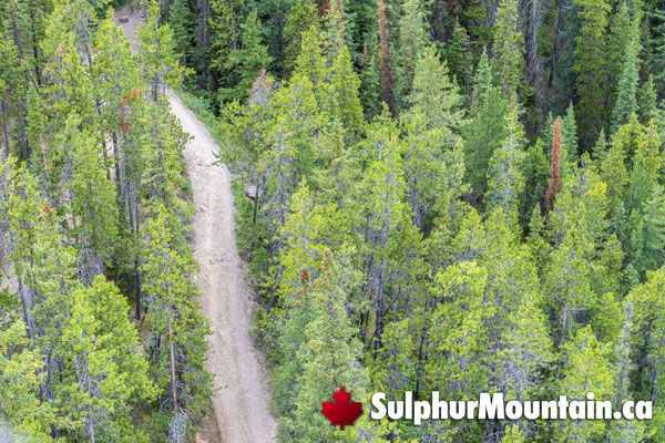 Sulphur Mountain Banff Gondola Hiking Trail