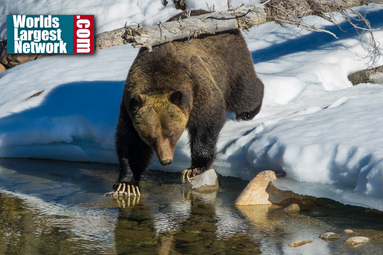 Big Herd Bull Bugles During the Elk Rut